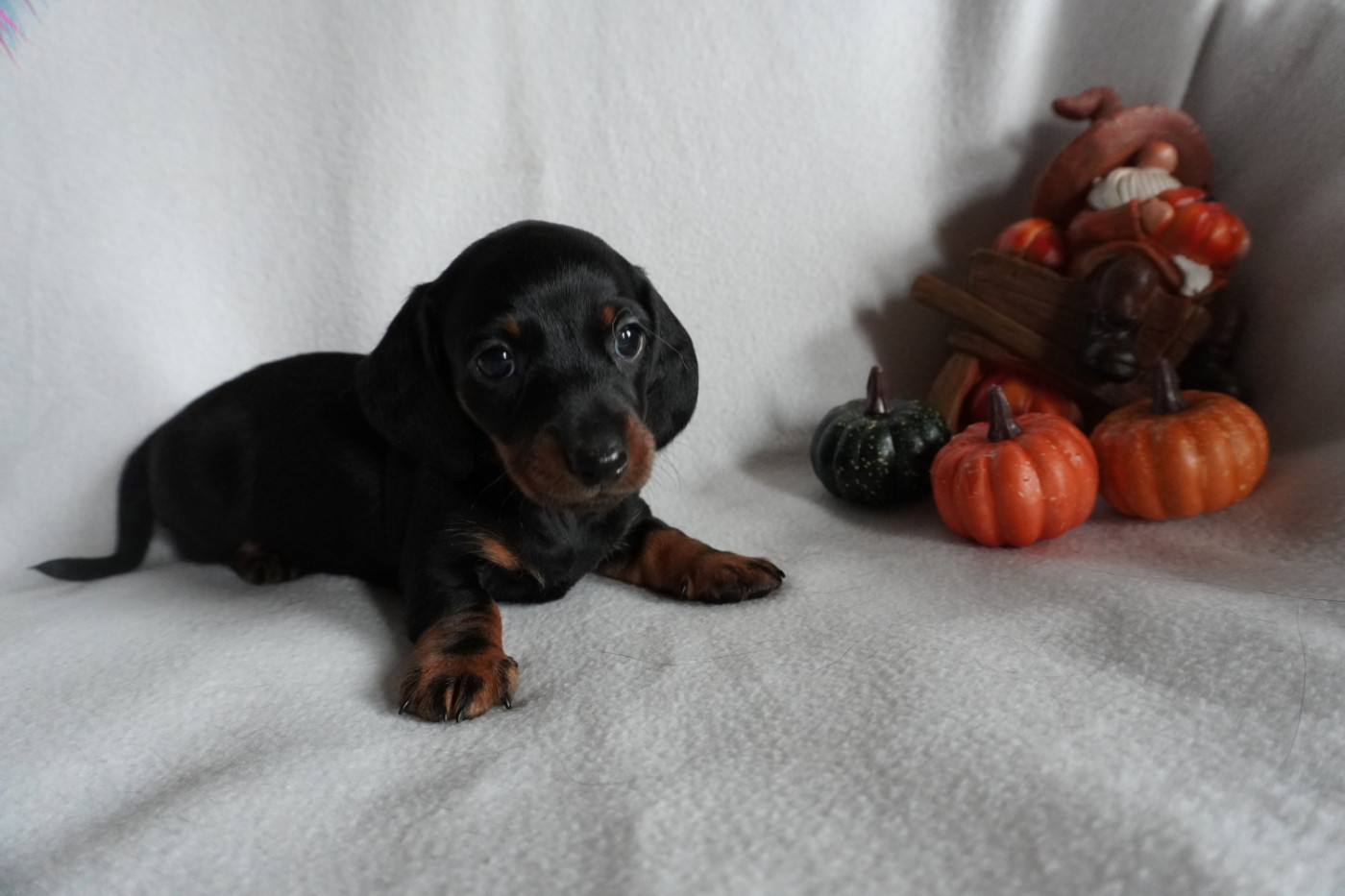 Du Royaume D'Akatelia - Chiots disponibles - Teckel poil ras