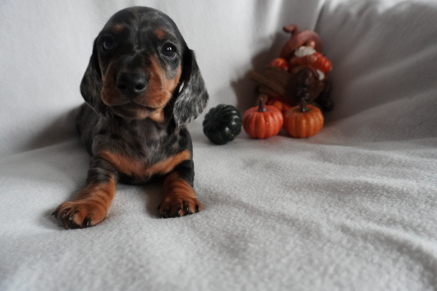 Du Royaume D'Akatelia - Chiots disponibles - Teckel poil ras
